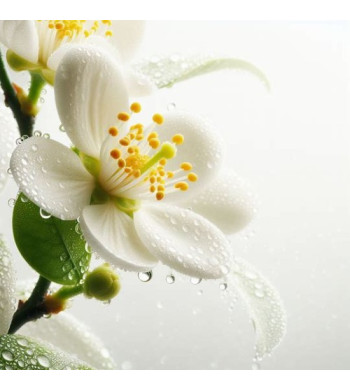 Large bougie Fleurs de yuzu crépitante woodwick chez artizen image olfactive