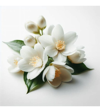 Large bougie Thé blanc et jasmin  crépitante Woodwick chez Arti'Zen image olfactive
